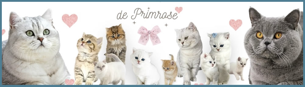 élevage de chatons British Shorthair