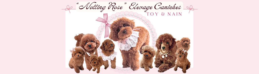 élevage de chiots Caniches Toy & Nain