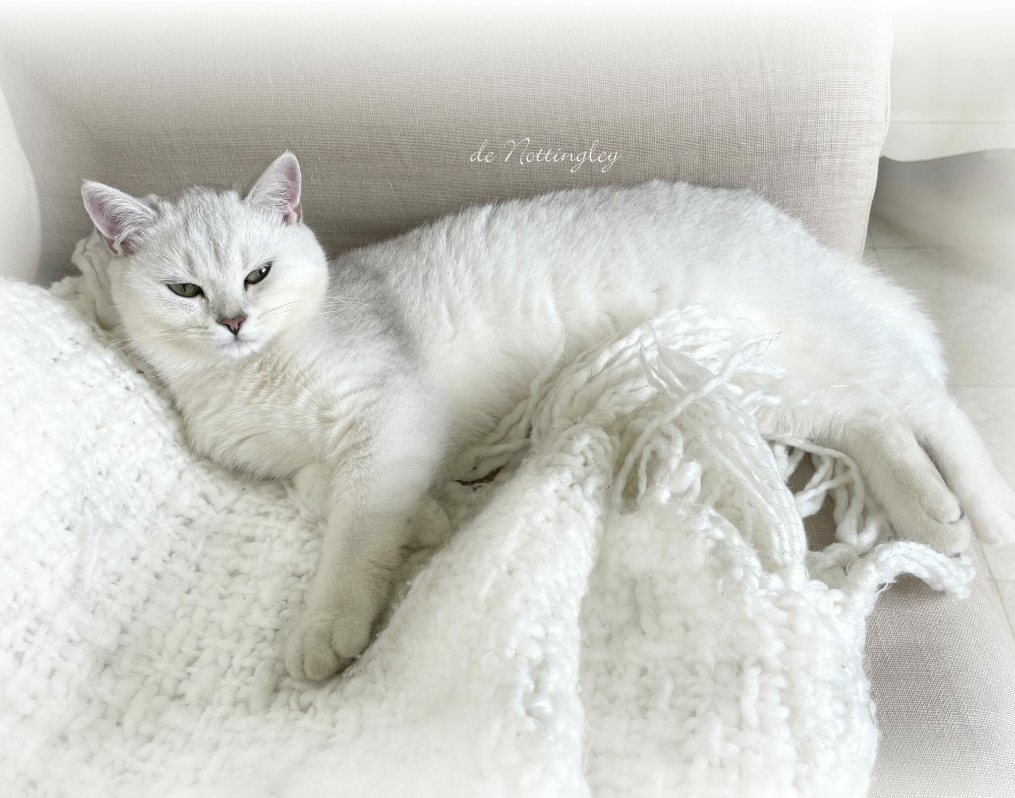 Caractère du British Shorthair & Longhair - De Primrose