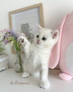 adoption British shorthair