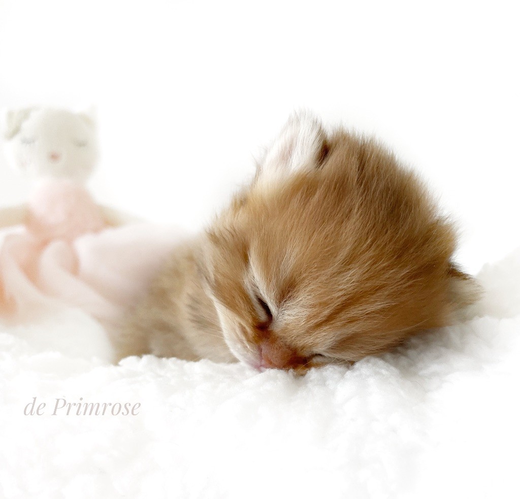 chaton-british-shorthair