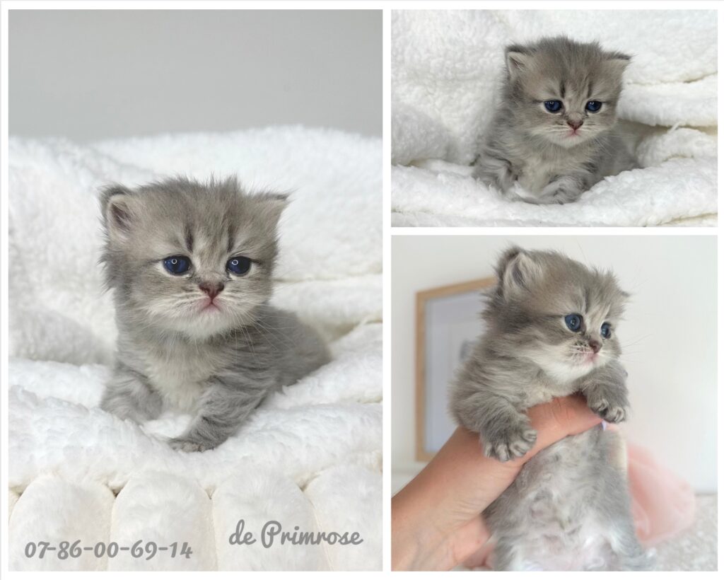 chaton disponible à la reservation