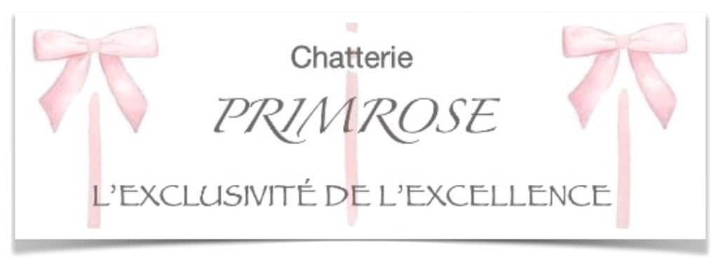 chatterie-de-primrose