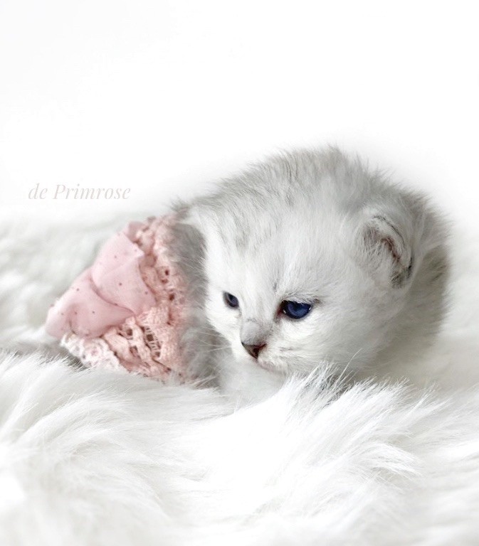 chaton-british-longhair