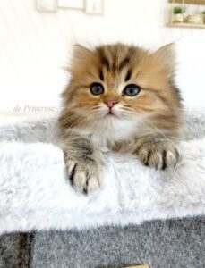 chaton-british-longhair