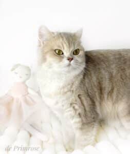 adulte-british-shorthair