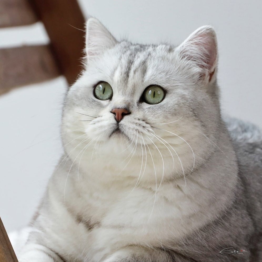 adulte-british-shorthair