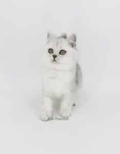 chat-british-shorthair