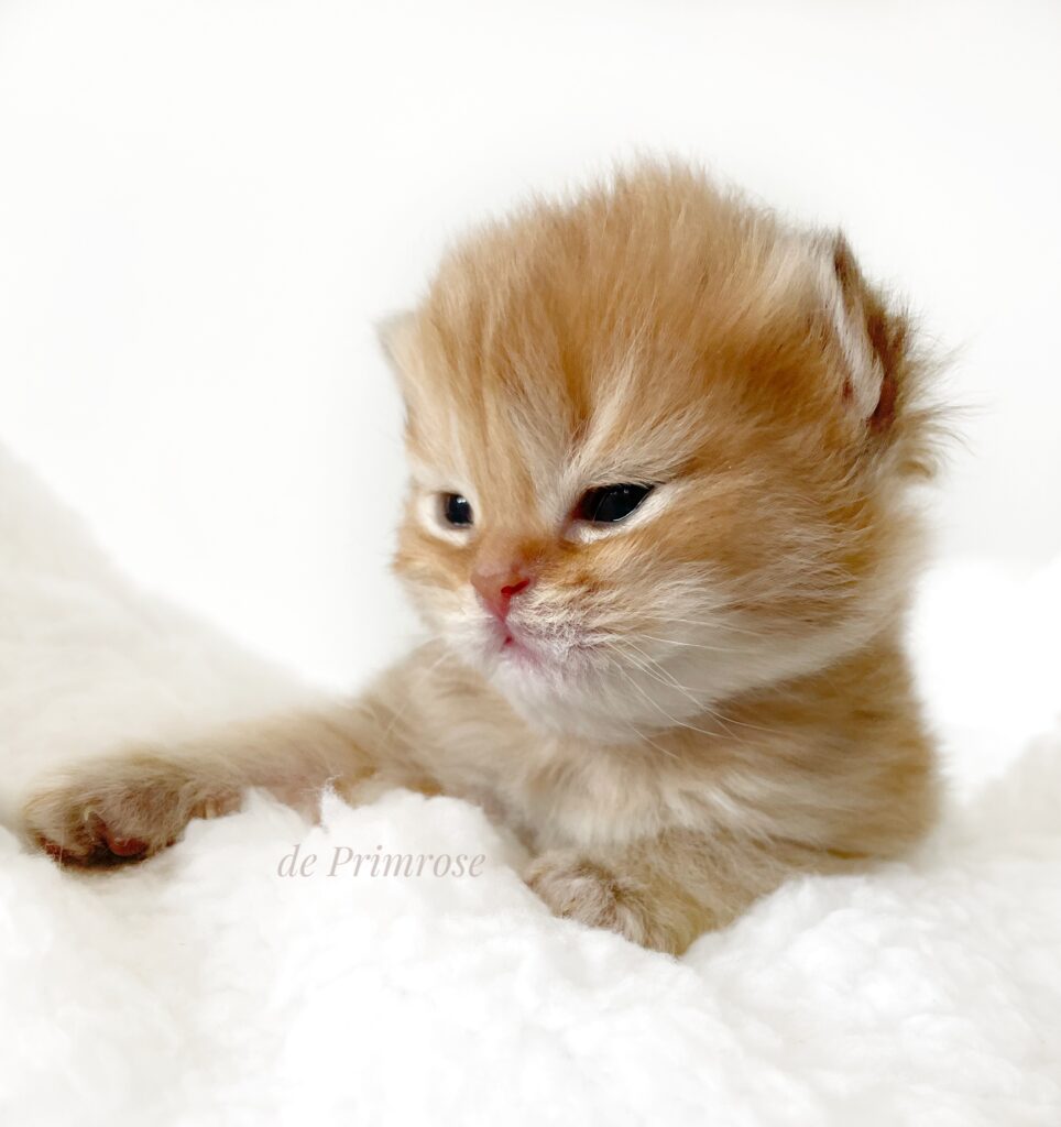 chatterie-british-shorthair