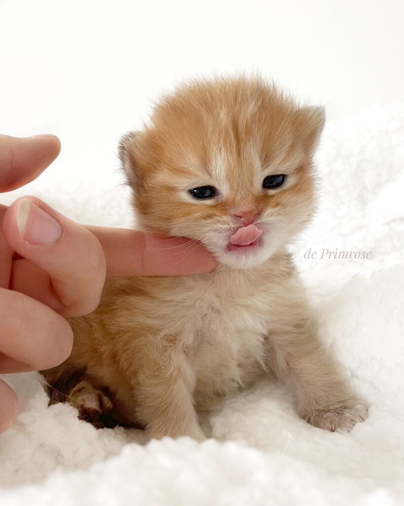 chatterie-british-shorthair