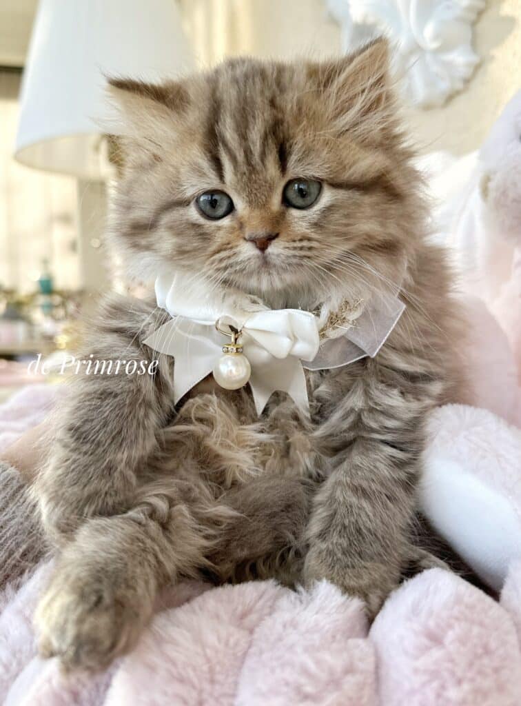 chaton-british-longhair