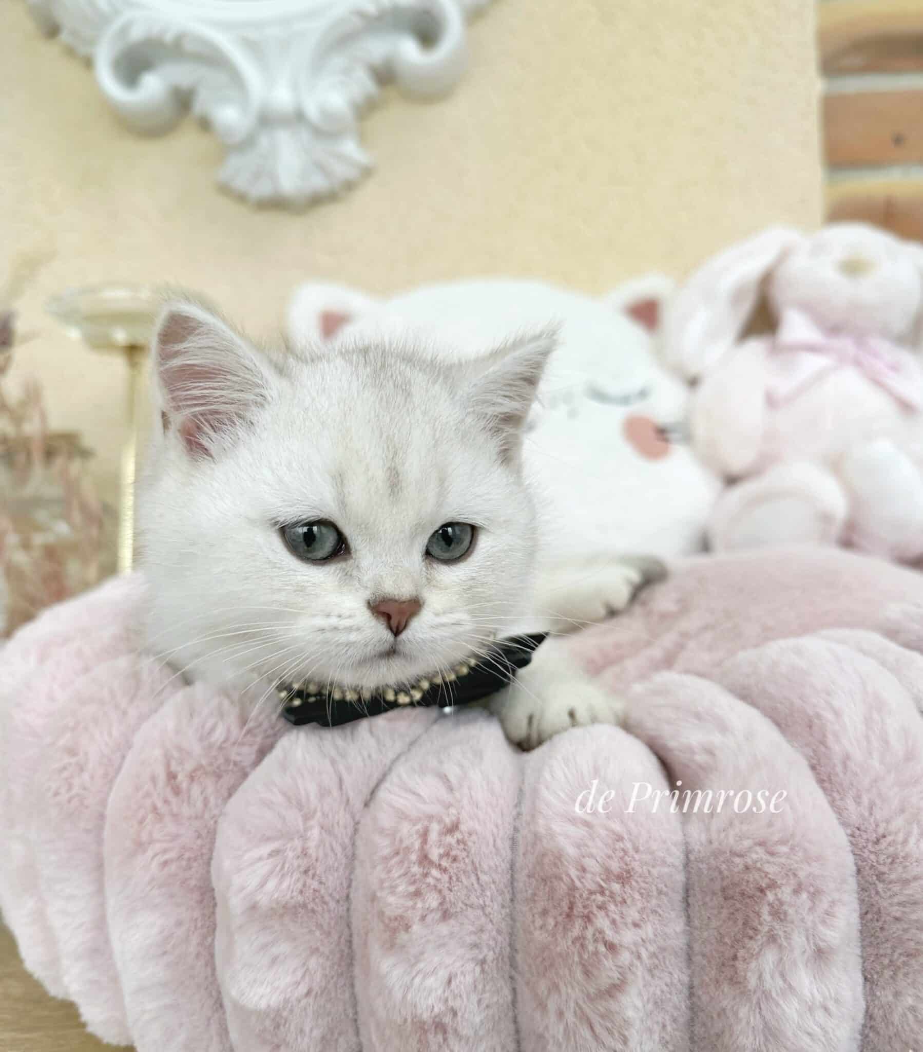 chaton-british-shorthair