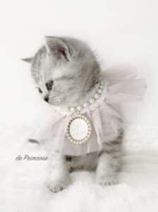 british-chaton