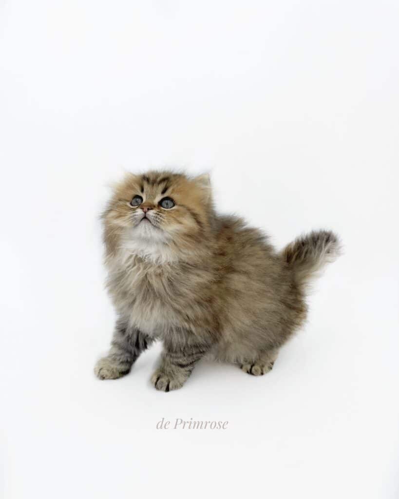 british-longhair-chaton