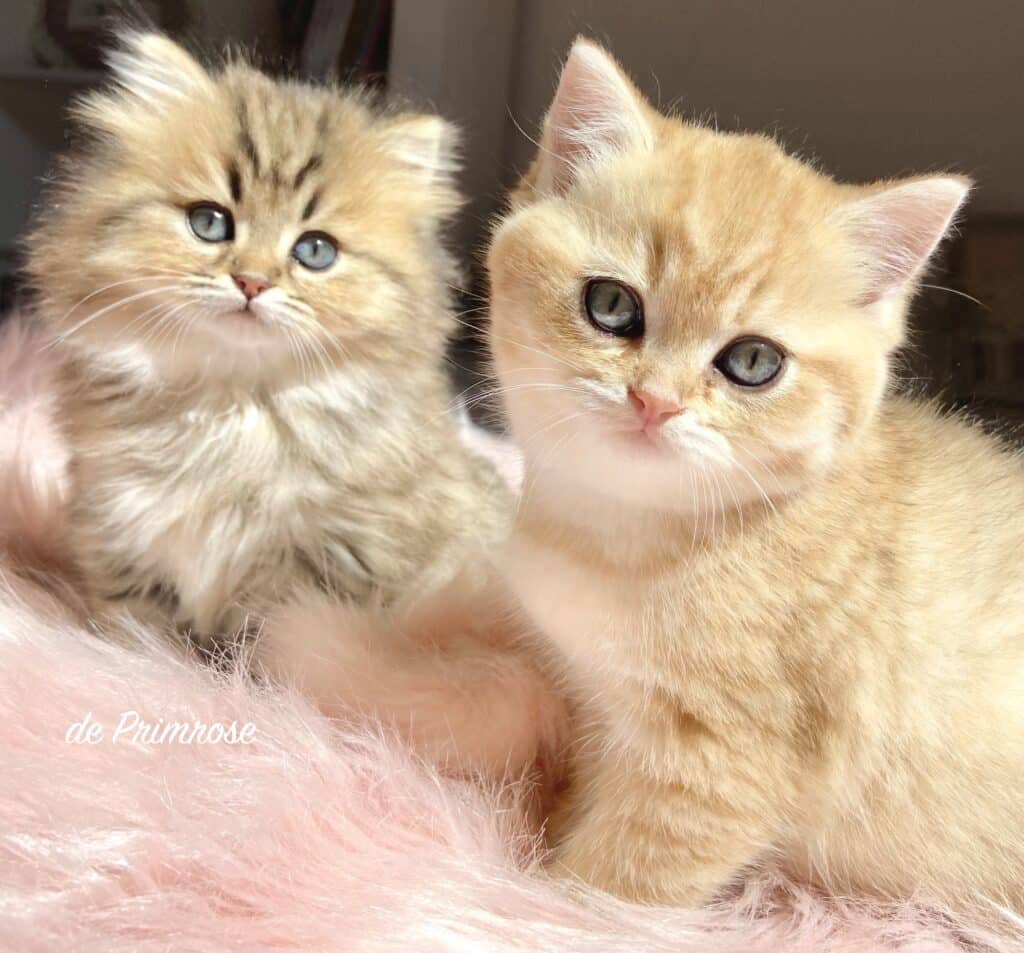 british-shorthair-longhair