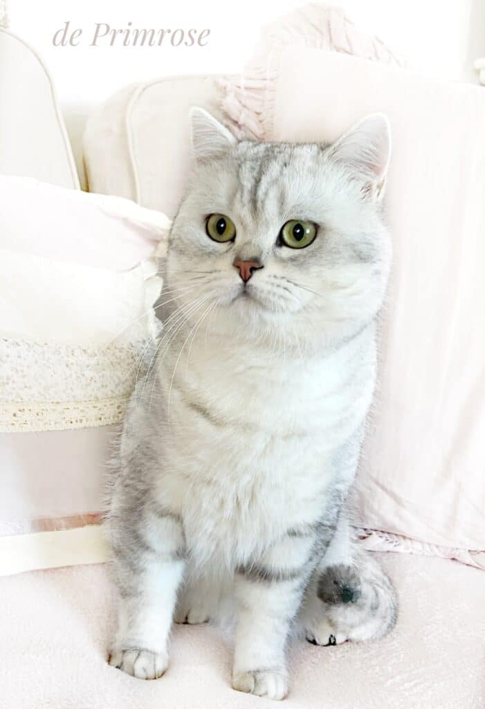 chat-british-shorthair