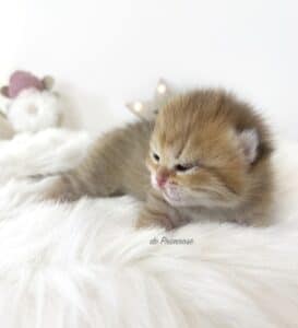 chaton-de-primrose