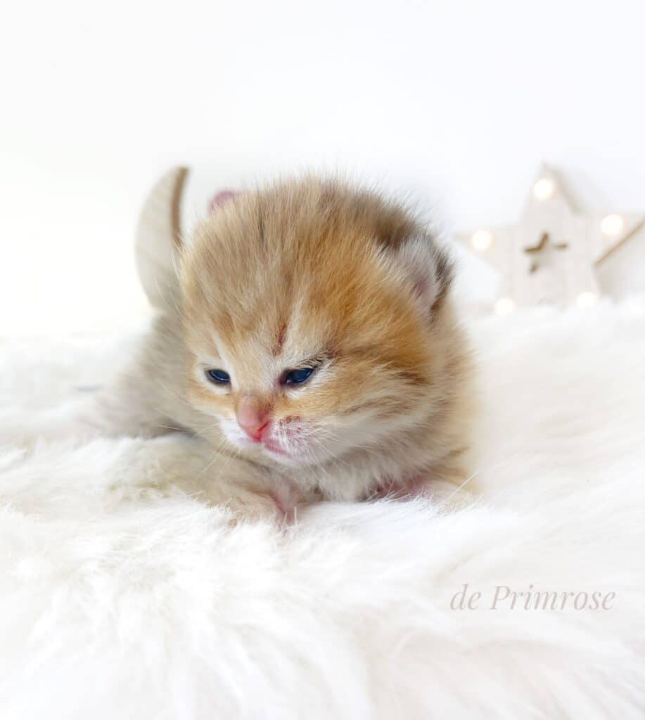 chaton-golden-ventes