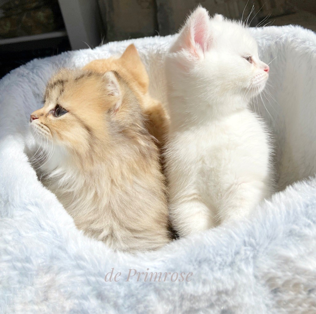 british-shorthair-longhair