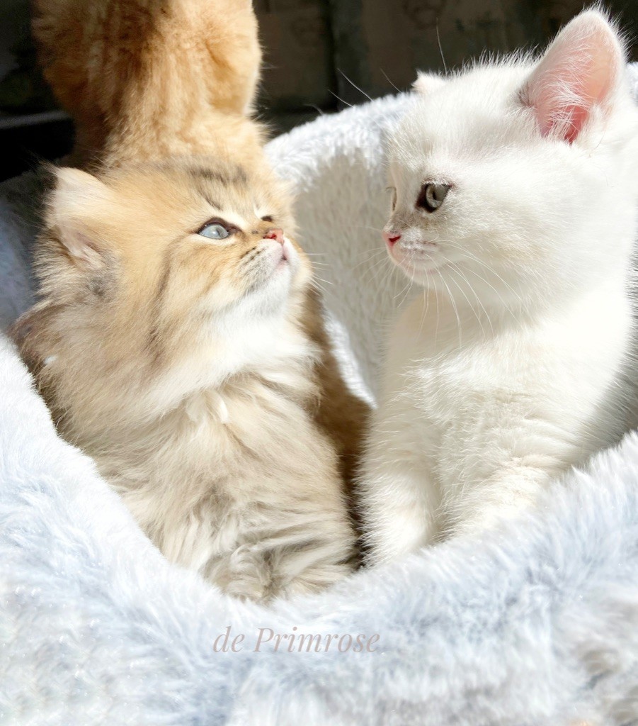 british-shorthair-longhair