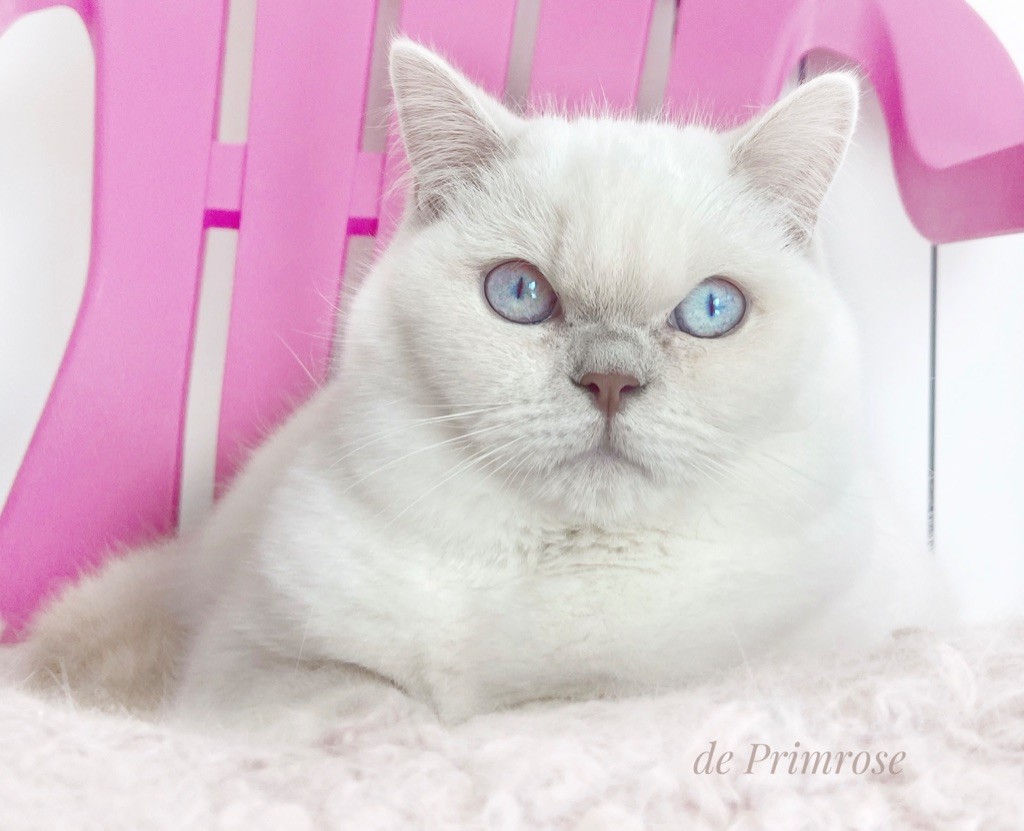 standart-british-shorthair