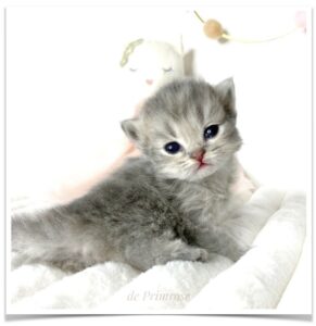 adoption-chaton-british