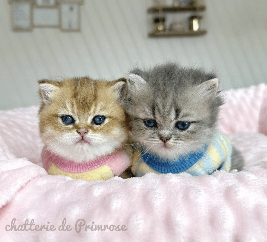 chatterie-british-shorthair