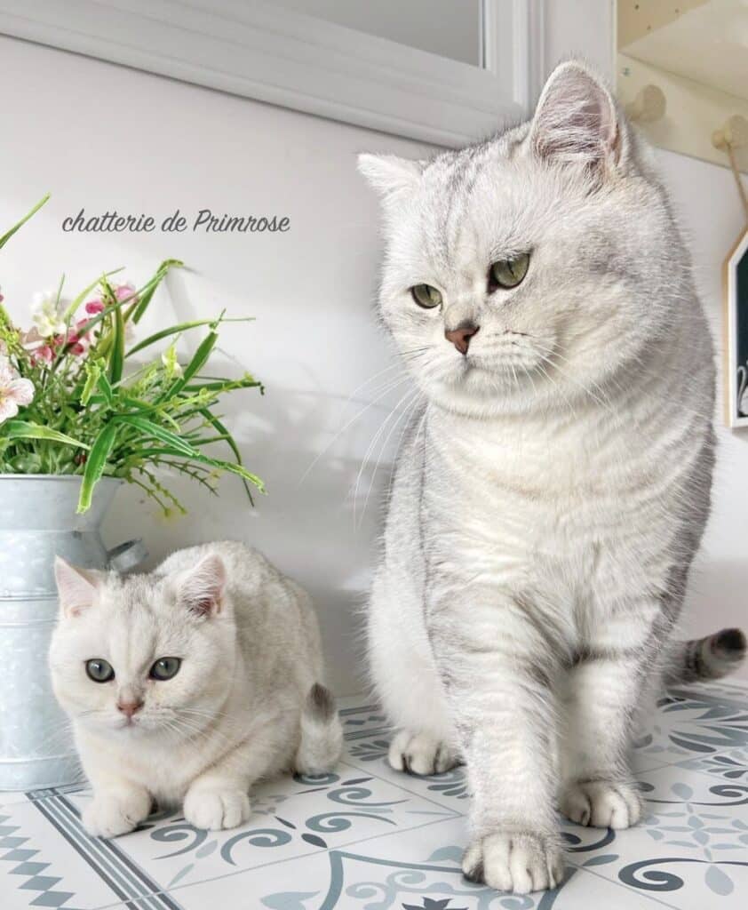 chatterie-british-shorthair