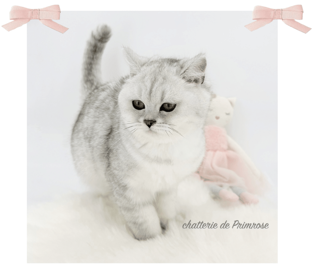 chatterie-british-shorthair