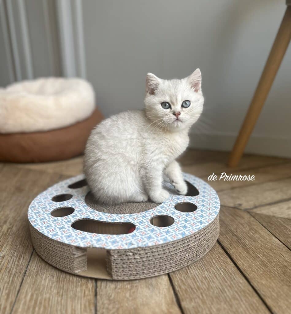 british-shorthair