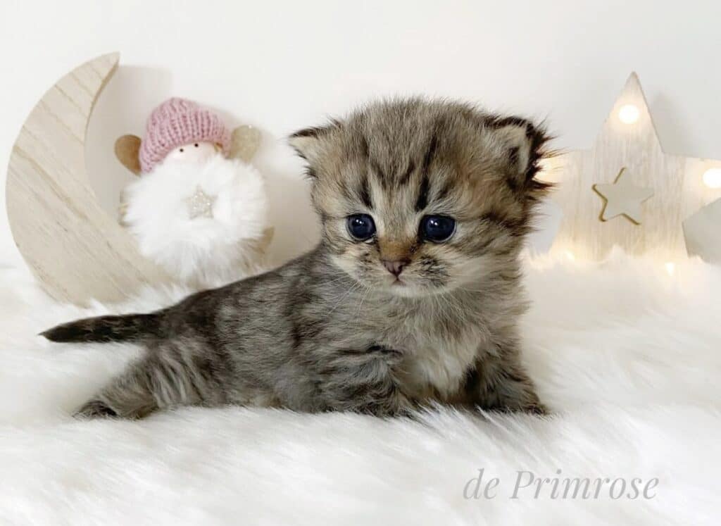 chaton-british-shorthair