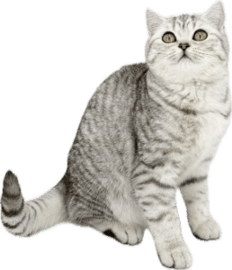 chat-british-shorthair