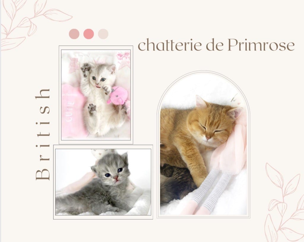 adoption-chaton-british