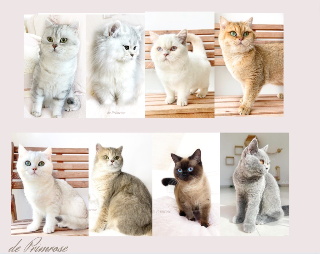 couleur-british-shorthair