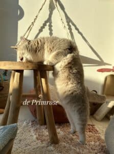 jeux-pour-chat