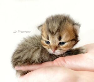 chaton-british-shorthair