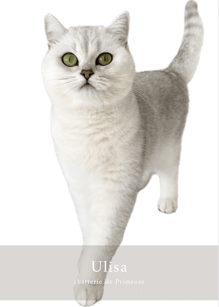 british-shorthair-femelle