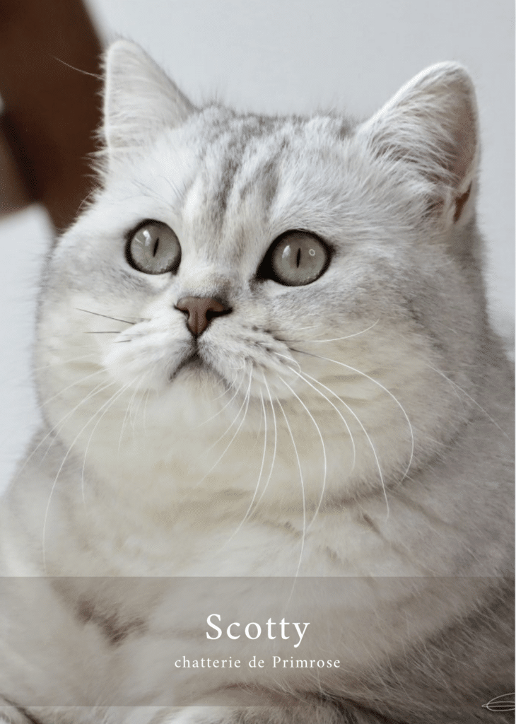 adulte-british-shorthair