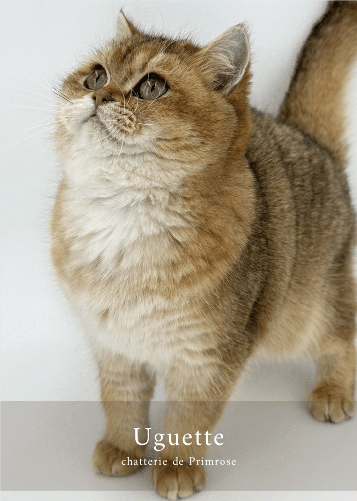 british-shorthair-femelle