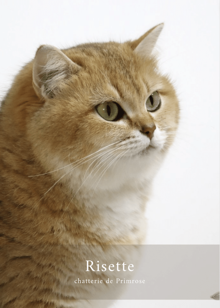 british-shorthair-femelle