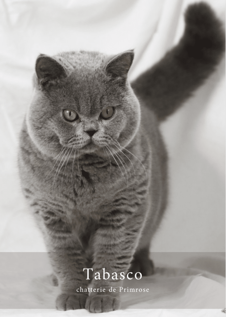 british-shorthair-male