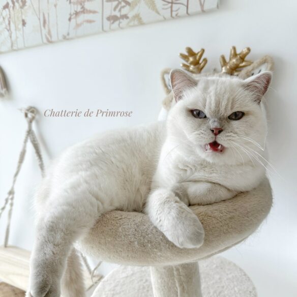 caractere-british-shorthair