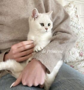 caractere-british-shorthair