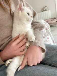 caractere-british-shorthair