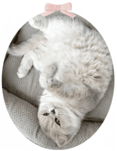 femelle-british-shorthair