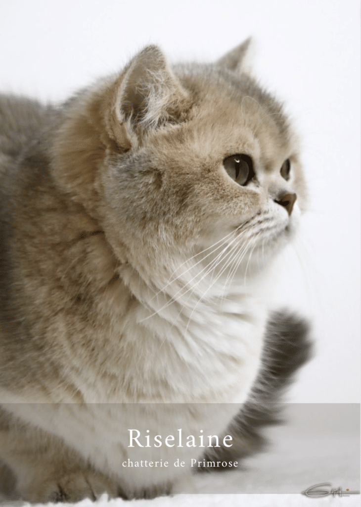 femelle-british-shorthair