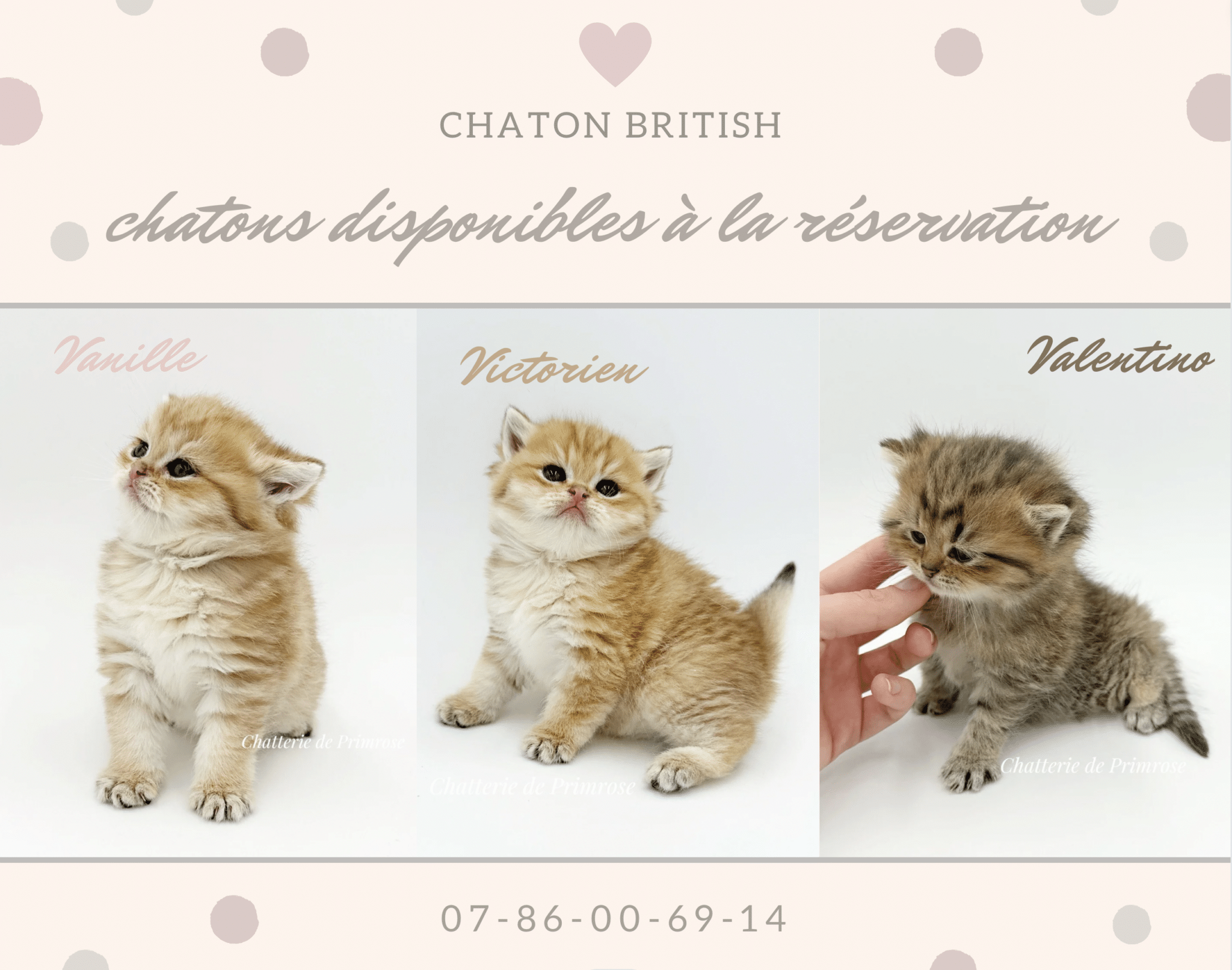 adoption-chaton-british