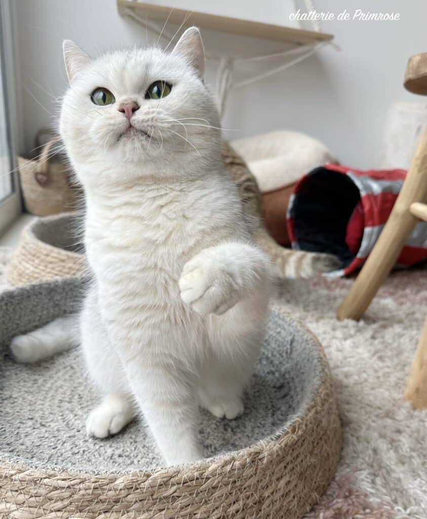 jeux-british-shorthair