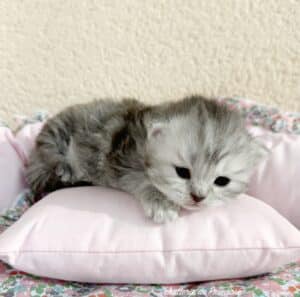 chaton-british-longhair