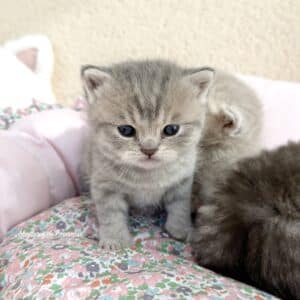 chaton-british-shorthair